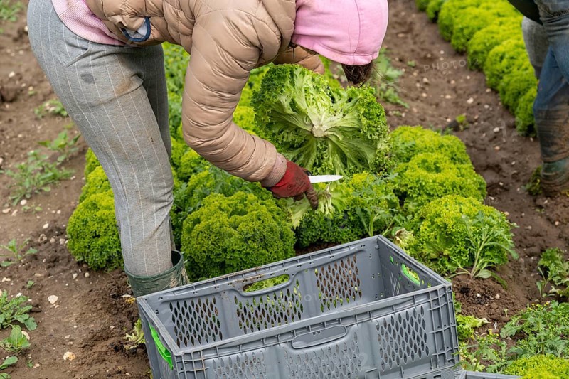 Harvesting Lollo Bianco lettuce, harvest workers cut off the lettuce heads, clean them and put them in boxes, they are washed in the trailer and packed for the customers, North Rhine-Westphalia, Germany, Europe