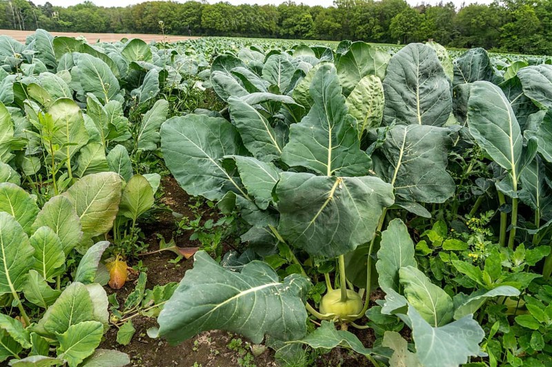 Field with kohlrabi plants, kohlrabi tubers, North Rhine-Westphalia, Germany, Europe