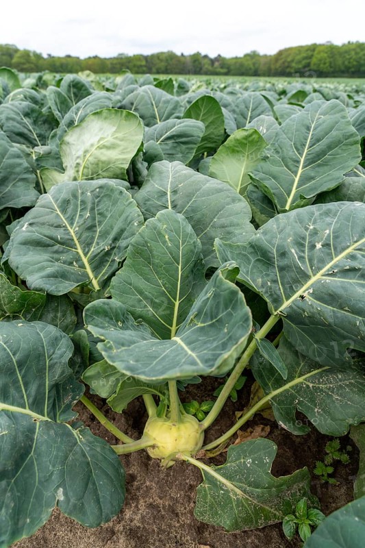 Field with kohlrabi plants, kohlrabi tubers, North Rhine-Westphalia, Germany, Europe