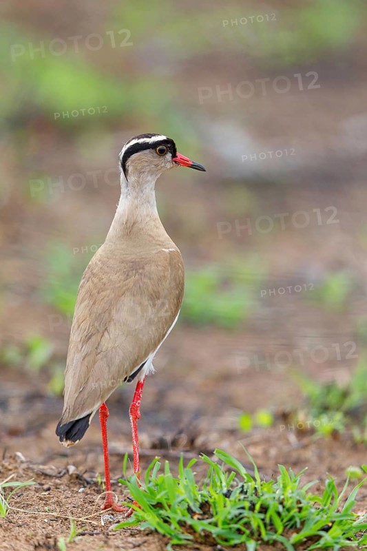 Crowned Lapwing, (Vanellus coronatu), Wakkerstrom surroundings, Wakkerstrom, Mpumalanga, South Africa, Africa