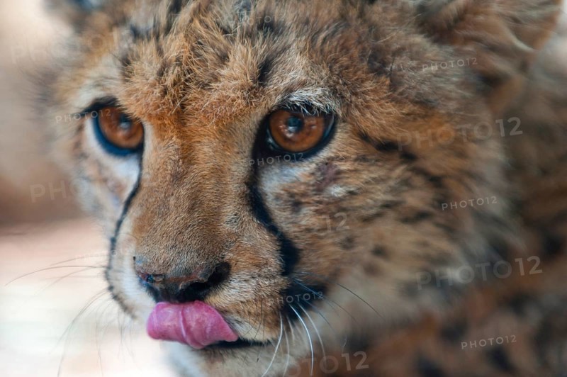 A 6-month-old cheetah (Acinonyx jubatus), young animal, predator, big cat, facial expression, head, head portrait, danger, dangerous, Namibia, Africa