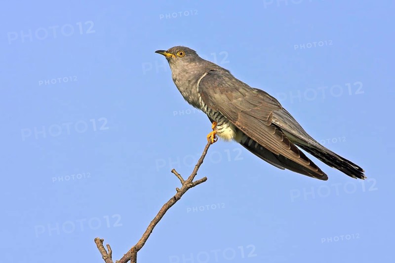 Cuckoo on perch, (Cuculus canorus), Worms district, Rhineland-Palatinate, Federal Republic of Germany