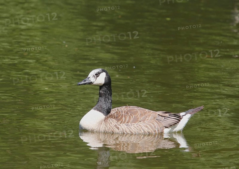 Canada goose (Branta canadensis), with leucism, in a pond, North Rhine-Westphalia, Germany, Europe