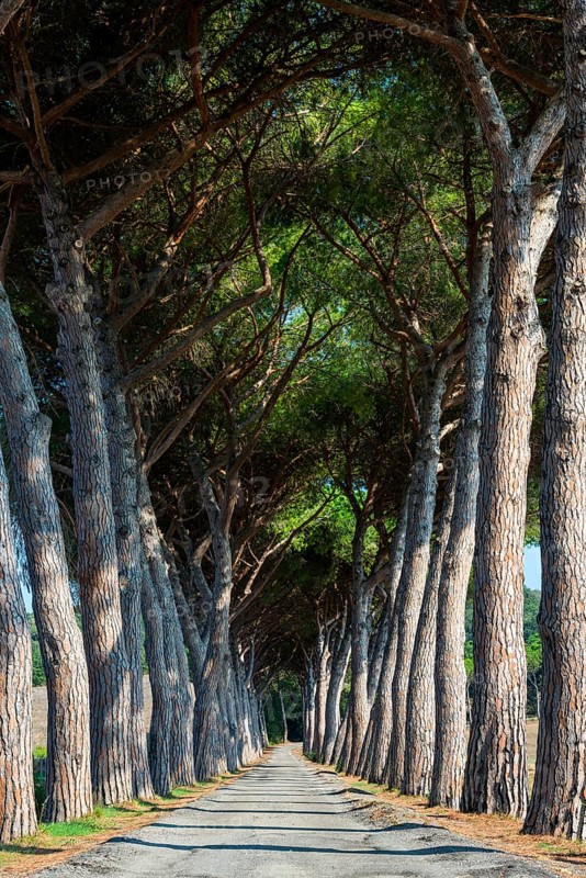 Pine avenue, road, path, avenue, pine tree (Pinus pinea), empty, nobody, idyllic, idyllic, travel, tourism, landscape, Suvereto, Italy, Europe