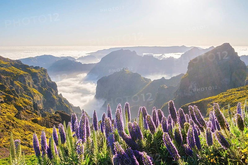 View from Pico do Arieiro of mountains over clouds with Pride of Madeira flowers and blooming Cytisus shrubs on sunset with sunburst. Madeira island, Portugal, Europe