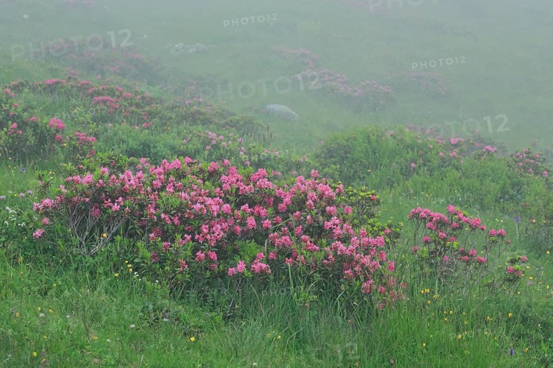 Flowering Rusty-leaved alpenrose perennials, Rhododendron ferrugineum, Swiss Alps