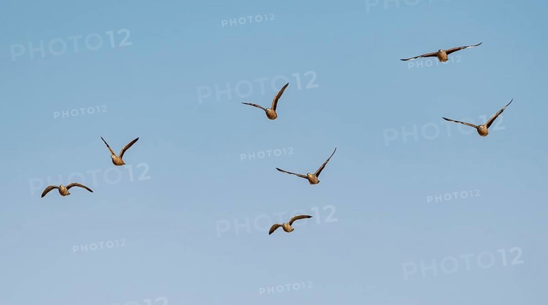 Burchell's sandgrouse (Pterocles burchelli), group in flight, Etosha National Park, Namibia, Africa