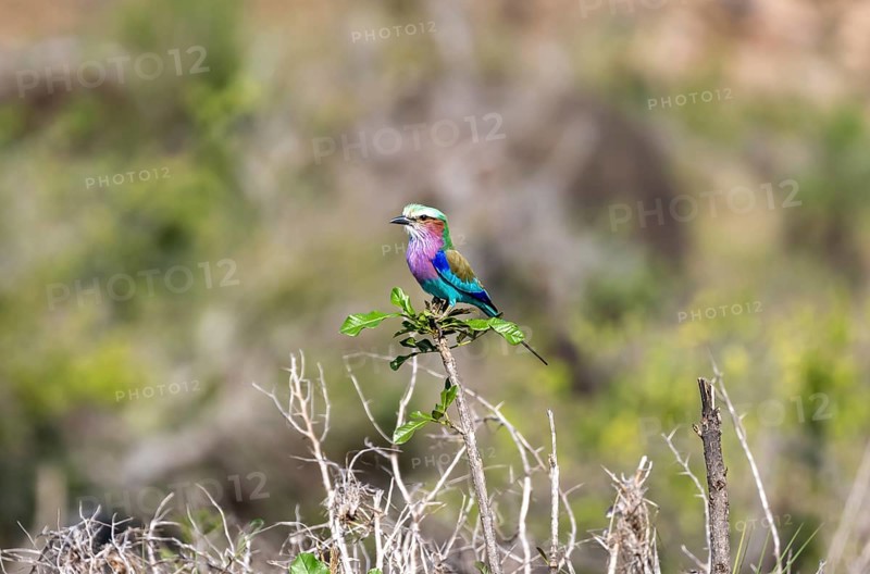 Lilac-breasted roller (Coracias caudatus) sitting on a branch, Kruger National Park, South Africa, Africa