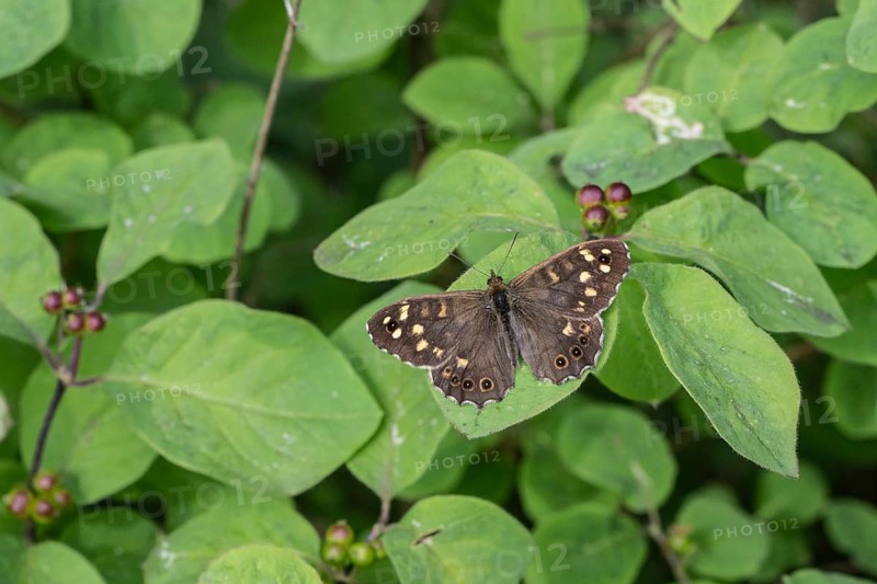 Speckled wood (Pararge aegeria), Emsland, Lower Saxony, Germany, Europe