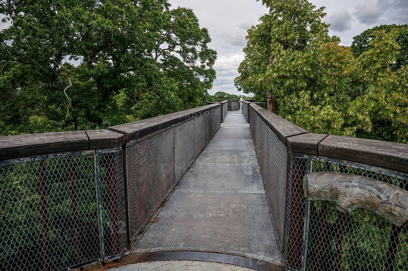 Treetop Walkway, steel structure, Royal Botanic Gardens (Kew Gardens), UNESCO World Heritage Site, Kew, Greater London, England, United Kingdom, Europe