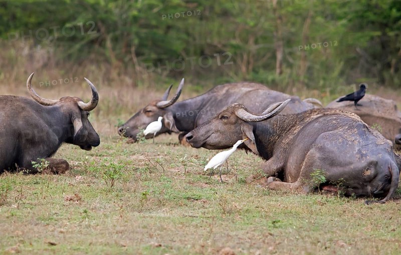 Water buffalo (Bubalus arnee) and great egret (Ardea alba) in Yala Natioal Park, Southern Province, Sri Lanka, Asia