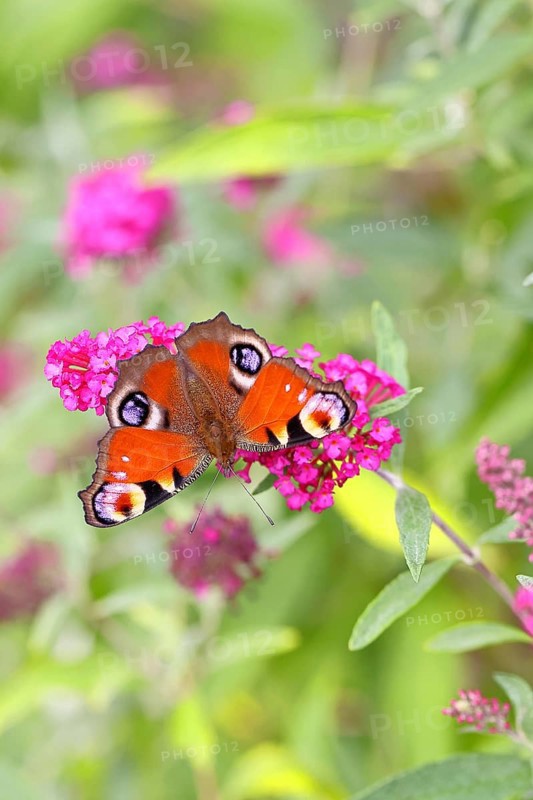 Peacock butterfly (Inachis io) sucking nectar on butterfly bush (Buddleja davidii), in a natural environment in the wild, close-up, wildlife, insects, butterflies, butterflies, Wilnsdorf, North Rhine-Westphalia, Germany, Europe
