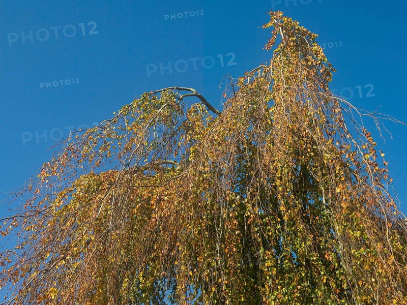 Autumn leaves, autumn colours, leaf colouring, autumn leaf colouring, autumn, East Frisia, Lower Saxony, Germany, Europe