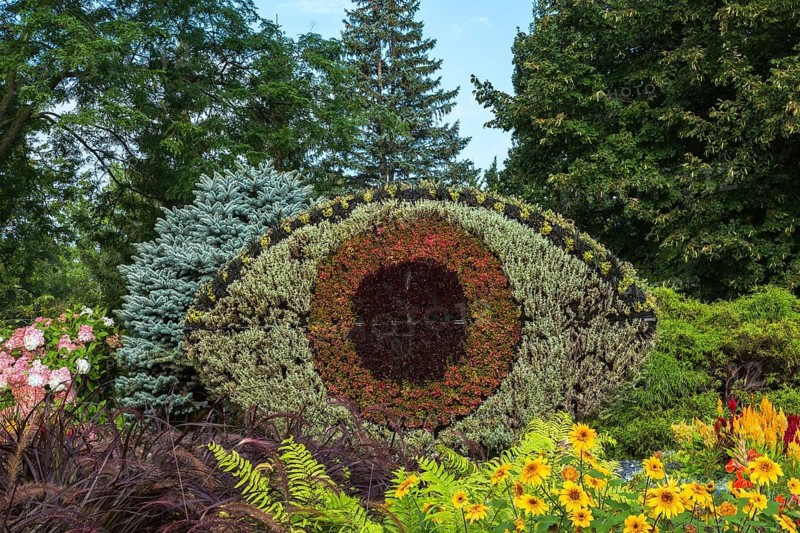 Eye shaped live plants gardening wall bordered by yellow Heliopsis, Ox Eye flowers, Adiantum pedatum, Maidenhair Ferns, Ornamental Grass, Hydrangea, Picea glauca, Blue Colorado Spruce tree in summer, Centre de la Nature, Laval, Quebec, Canada, North America