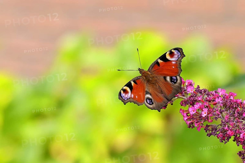 Peacock butterfly (Inachis io) sucking nectar on butterfly bush (Buddleja davidii), in a natural environment in the wild, close-up, wildlife, insects, butterflies, butterflies, Wilnsdorf, North Rhine-Westphalia, Germany, Europe