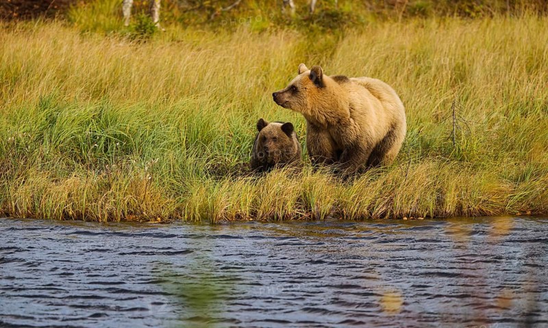Female bear with cub (Ursus arctos), strikingly light-coloured fur, in tall grass by the water, autumn mood, Northern Finland, Finland, Europe