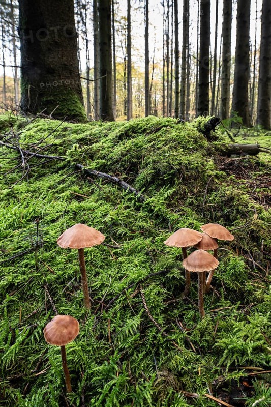 Golden yellow roughhead (Cortinarius gentilis) in spruce forest, Emsland, Lower Saxony, Germany, Europe