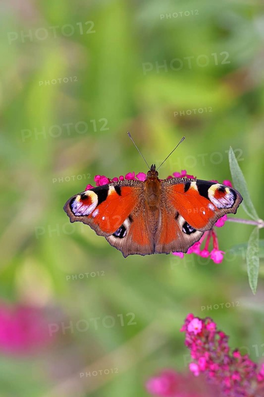 Peacock butterfly (Inachis io) sucking nectar on butterfly bush (Buddleja davidii), in a natural environment in the wild, close-up, wildlife, insects, butterflies, butterflies, Wilnsdorf, North Rhine-Westphalia, Germany, Europe