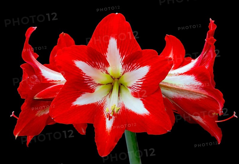 Frontal view of a bright red amaryllis with bold petals against a contrasting black background