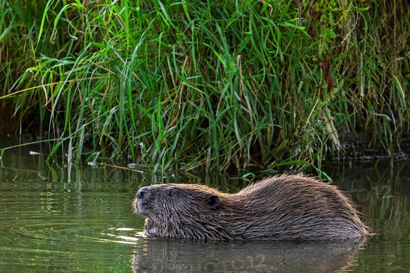 Eurasian beaver, European beaver (Castor fiber) showing large incisors along reed bed, reedbed in stream in summer