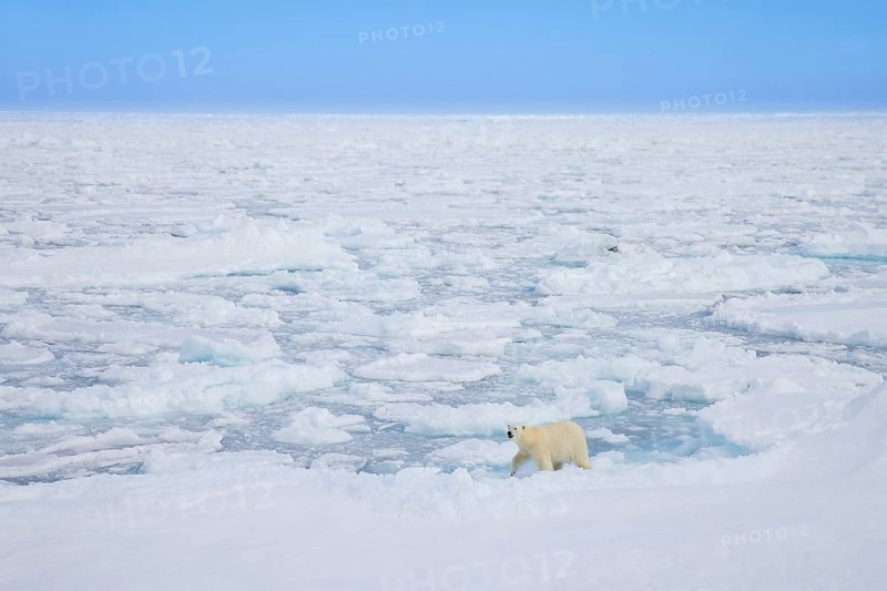 Lone polar bear (Ursus maritimus) hunting on pack ice, drift ice in the Arctic Ocean along the Svalbard coast, Spitsbergen, Norway, Europe