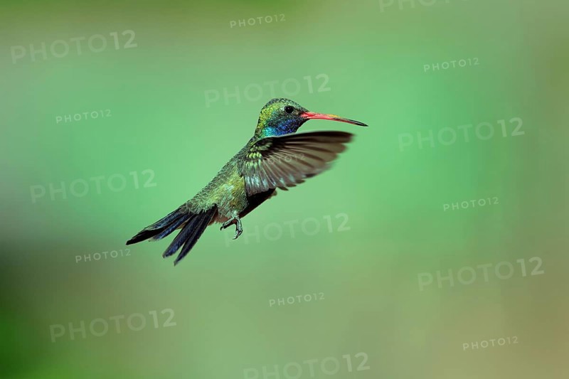 Broad-billed hummingbird (Cynanthus latirostris), adult, male, flying, at feeder, foraging, Sonoran Desert, Arizona, North America, USA, North America