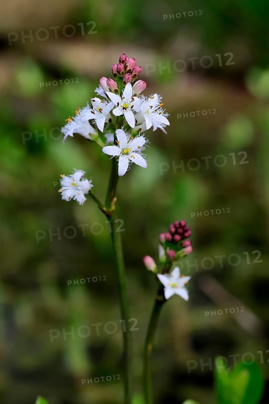 Bitter clover (Menyanthes trifoliata), flowering, blossom, aquatic plant, Ellerstadt, Germany, Europe