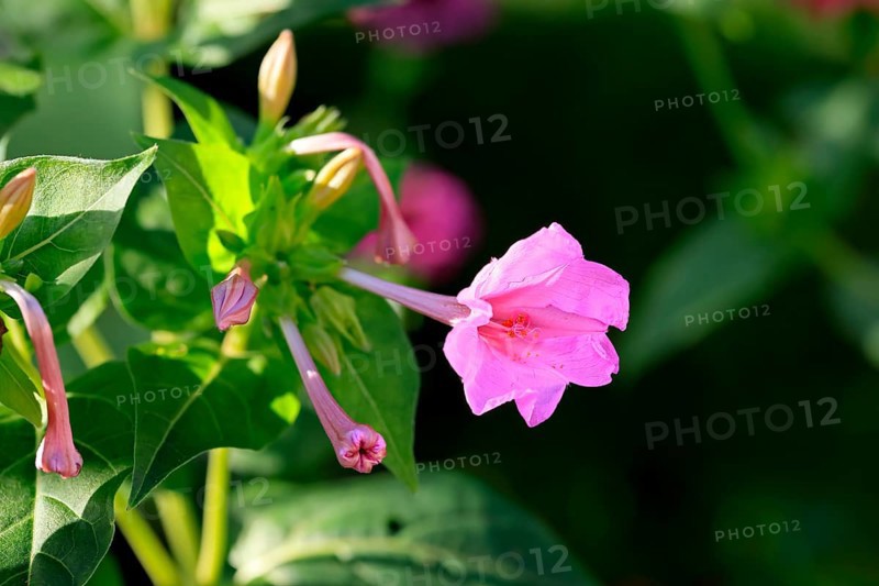 Four o'clock flower (Mirabilis jalapa), flowering, blossom, Elllerstadt, Germany, Europe
