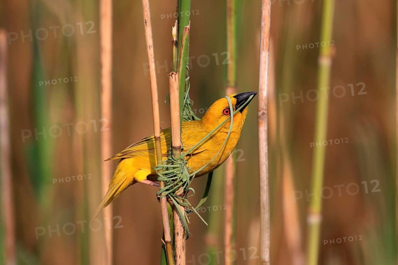 Eastern golden weaver (Ploceus subaureus), adult, male, starts nesting, Saint Lucia Estuary, Isimangaliso Wetland Park, Kwazulu Natal, South Africa, Africa
