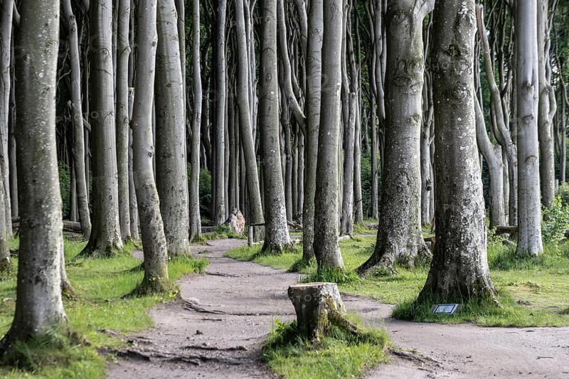 Beech forest (Fagus sylvatica), Ghost Forest Nienhagen, Mecklenburg-Western Pomerania, Germany, Europe