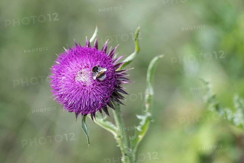 Musk Thistle (Carduus nutans) with Large earth bumblebee (Bombus terrestris), Mecklenburg-Vorpommern, Germany, Europe