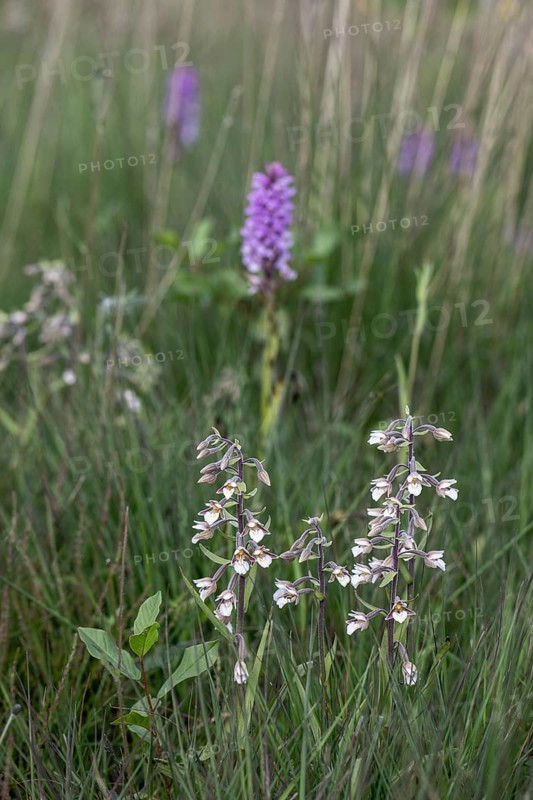 Marsh helleborine (Epipactis palustris) and Southern marsh orchid (Dactylorhiza praetermissa), Emsland, Lower Saxony, Germany, Europe
