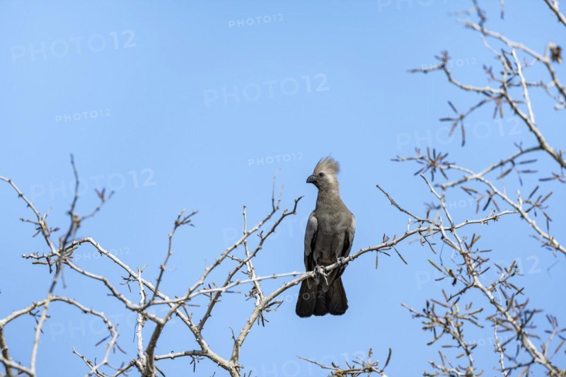 Grey go-away-bird (Corythaixoides concolor) sitting on a branch against a blue sky, Kruger National Park, South Africa, Africa
