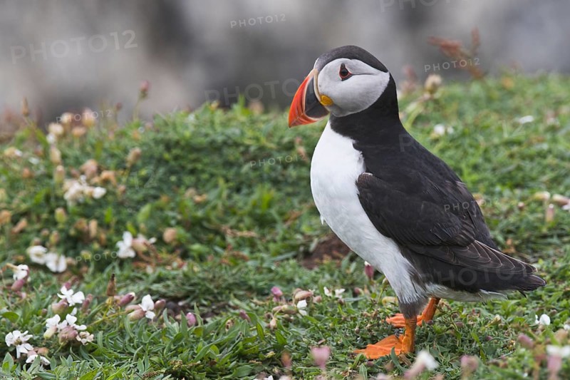 Puffin (Fratercula arctica) Skomer Island, Wales, Great Britain