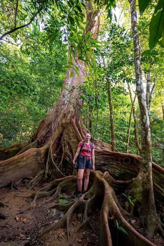 Young woman with camera, tourist standing between the roots of a strangler fig (Ficus americana), in the tropical rainforest, Corcovado National Park, Osa, Puntarena Province, Costa Rica, Central America