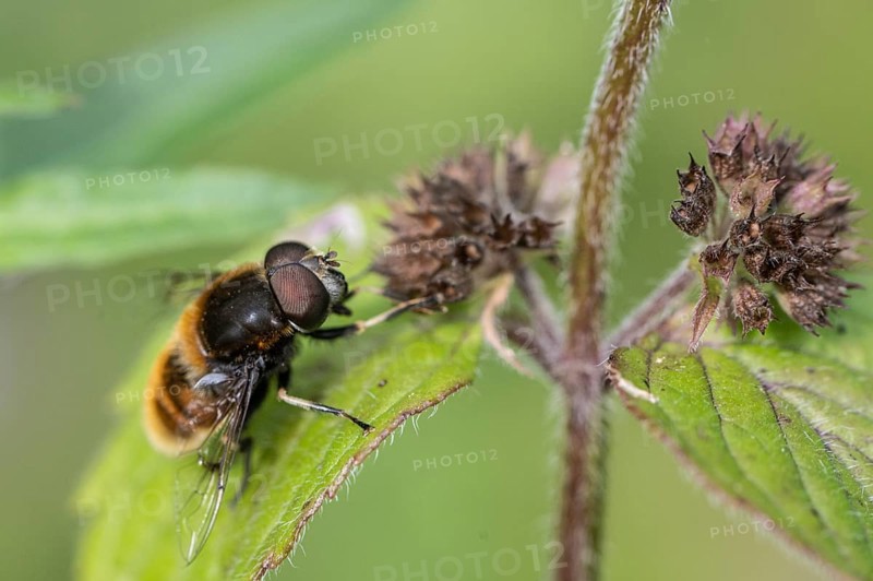 Bumblebee hoverfly (Volucella bombylans) on water mint (Mentha aquatica), Emsland, Lower Saxony, Germany, Europe