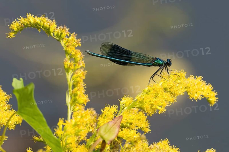 Macro photograph of a male Banded demoiselle (Calopteryx splendens) sitting on goldenrod (Solidago), Hesse, Germany, Europe