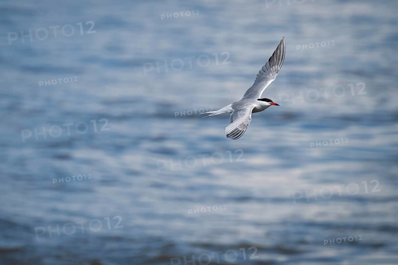 Arctic Arctic Tern (Sterna paradisea) in flight, Wadden Sea, North Frisia, Schleswig-Holstein, Germany, Europe