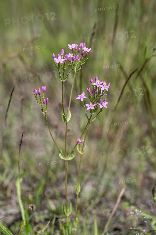 Centaury (Centaureum erythraea), Emsland, Lower Saxony, Germany, Europe