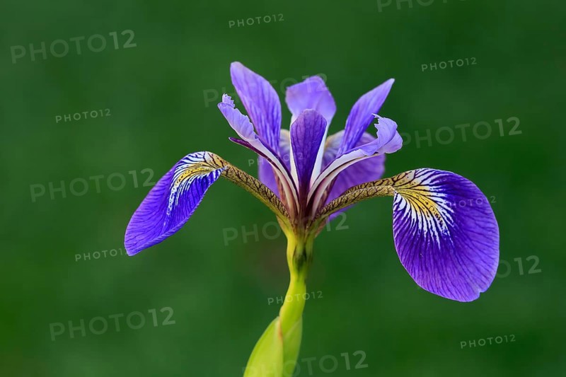 American marsh iris (Iris versicolor), flower, in bloom, at a pond, Ellerstadt, Germany, Europe