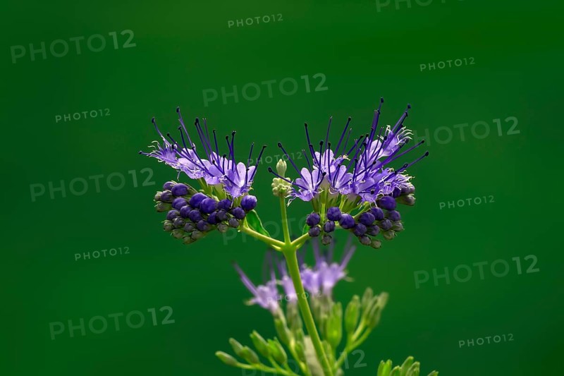 Clandon caryopteris (caryopteris x clandonensis), flower, flowering, Germany, Europe