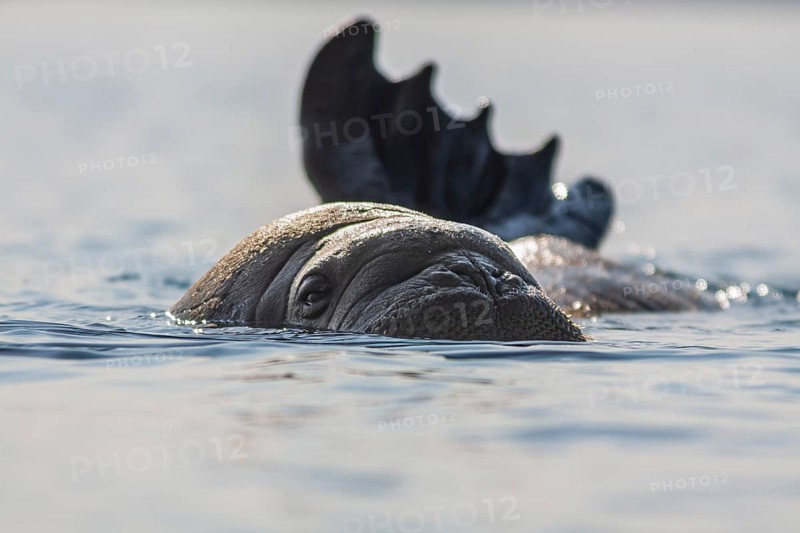 Atlantic walrus (Odobenus rosmarus rosmarus), in the water, sea, Svalbard, Norway, Europe