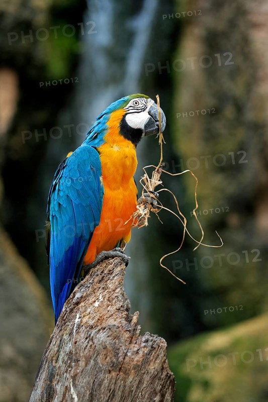 Yellow-breasted Macaw (Ara ararauna), Adult, portrait, Tree, Waiting, attentive, feeding, foraging, Pantanal, Brazil, South America