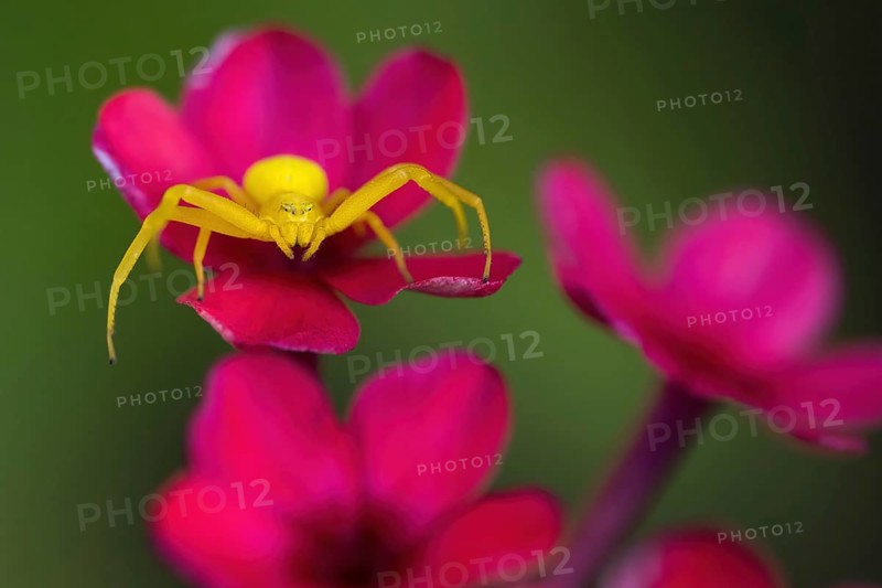 A yellow Goldenrod crab spider (Misumena vatia) on a pink flower in front of a blurred green background, Hesse, Germany, Europe