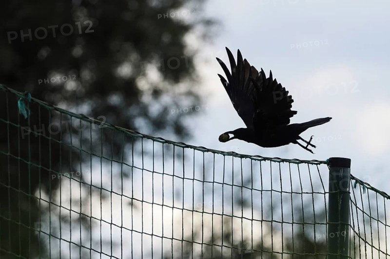 A crow (Corvus corone corone) in flight with a walnut in its beak over a fence. The sky is bright and there are some trees in the background, Hesse, Germany, Europe