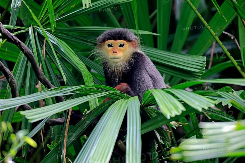 Red-shanked monkey (Pygathrix nemaeus), adult, on tree