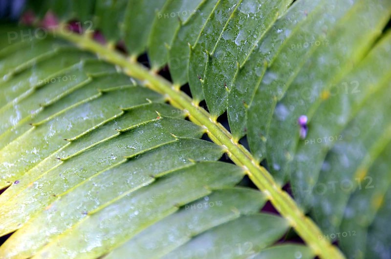 Bread palm fern, Encephalartos transvenosus, South Africa, Africa