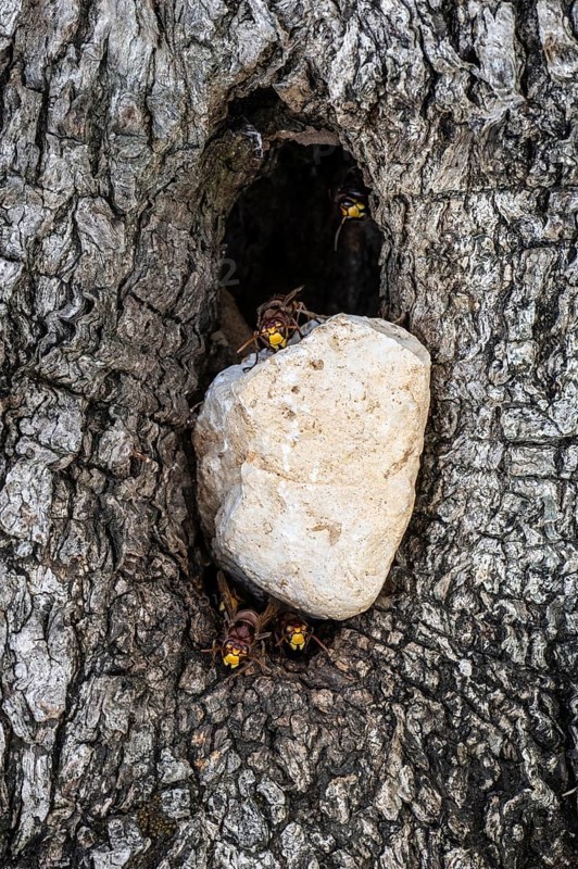 Hornets (Vespa crabro) at the nest entrance in an olive tree, Sicily, Italy, Europe