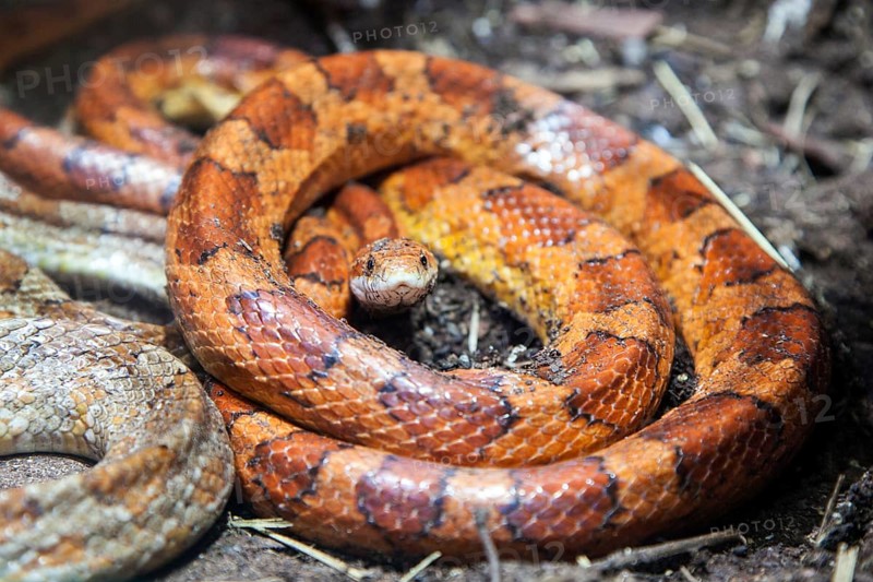 Corn snake (Pantherophis guttatus), captive, Germany, Europe