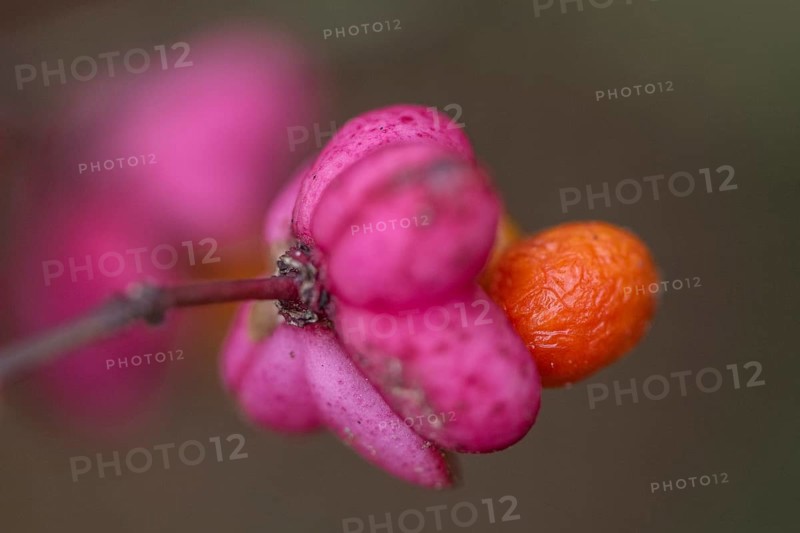 Peacock, spindle bush (Euonymus europaeus), fruit stand, Emsland, Lower Saxony, Germany, Europe